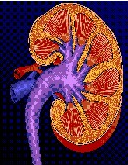 帕唑帕尼舒尼替尼