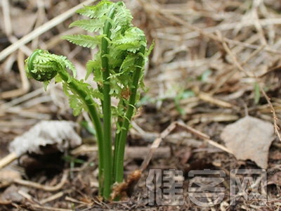 真相 &middot; 蕨菜 100% 致癌吗？